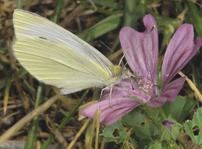 Farfalla su malva